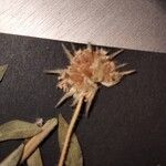 Knautia degenii Fruit