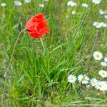 Papaver argemone Kvet