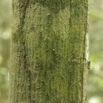 Fusaea longifolia Bark