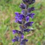 Salvia verbenaca Flor