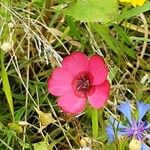 Linum grandiflorum Flower