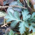 Geum canadense Leaf