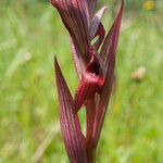 Serapias bergonii Floare