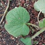 Begonia acida Folha