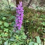 Dactylorhiza fuchsiiBlüte