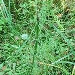 Equisetum sylvaticum 葉