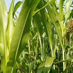 Sorghum bicolor Folha