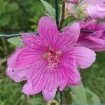 Lavatera thuringiaca Fleur