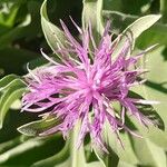 Centaurea aeolica Çiçek