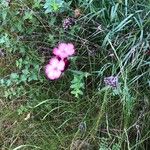 Dianthus giganteus Кветка