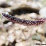 Bouteloua gracilis Fruit