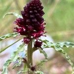 Lysimachia atropurpurea花