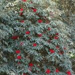 Rhododendron delavayi Yeri