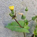 Sonchus oleraceus Flower