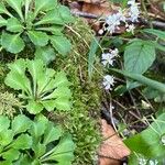 Saxifraga cuneifolia Habitus