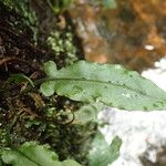 Bolbitis fluviatilis Leaf