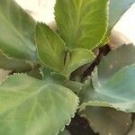 Kalanchoe ceratophylla ᱥᱟᱠᱟᱢ