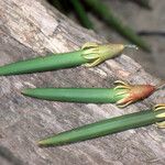 Bruguiera gymnorhiza Fruit