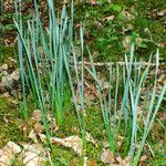 Narcissus poeticus Leaf