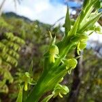 Habenaria praealta Flower