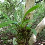 Polystachya laxiflora その他の提案