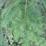 Taxodium distichum List