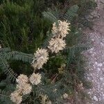 Astragalus alopecuroides Květ