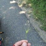 Aegilops geniculata Hoja