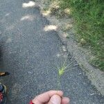 Aegilops geniculata Leaf