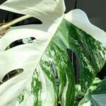 Monstera deliciosa alboЛист