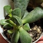 Adromischus cooperi Blad