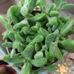 Crassula rogersii Yaprak