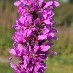 Lythrum salicaria Fiore