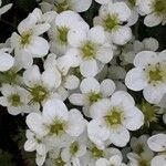 Saxifraga caesia Fula