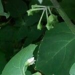 Solanum americanum Leaf