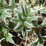 Cirsium echinatum Deilen