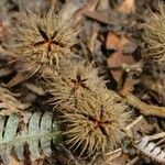 Commersonia bartramia Fruit