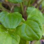 Cochlearia officinalis Leaf