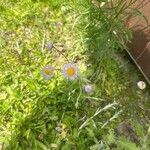 Erigeron quercifolius Flower