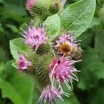 Arctium nemorosumŽiedas