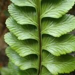 Asplenium marinum Leaf