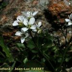 Cardamine asarifolia Flower
