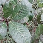 Psychotria capensis Leaf