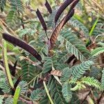 Chamaecrista fallacina Fruit