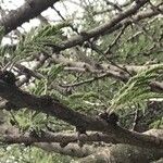 Vachellia luederitzii Blatt