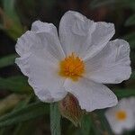 Cistus monspeliensis Květ