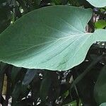 Piper auritum Лист