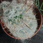 Oreocereus trollii Yaprak