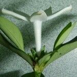 Psychotria spachiana Corteccia