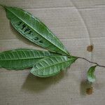 Vantanea parviflora Blatt